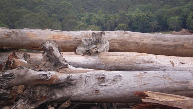 A koala mother and joey seek refuge on a bulldozed logpile near Kin Kin in Queensland earlier this month. Picture: AAP 