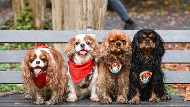 Million Paws Walk at Adelaide Botanic Gardens. Picture: Brenton Edwards