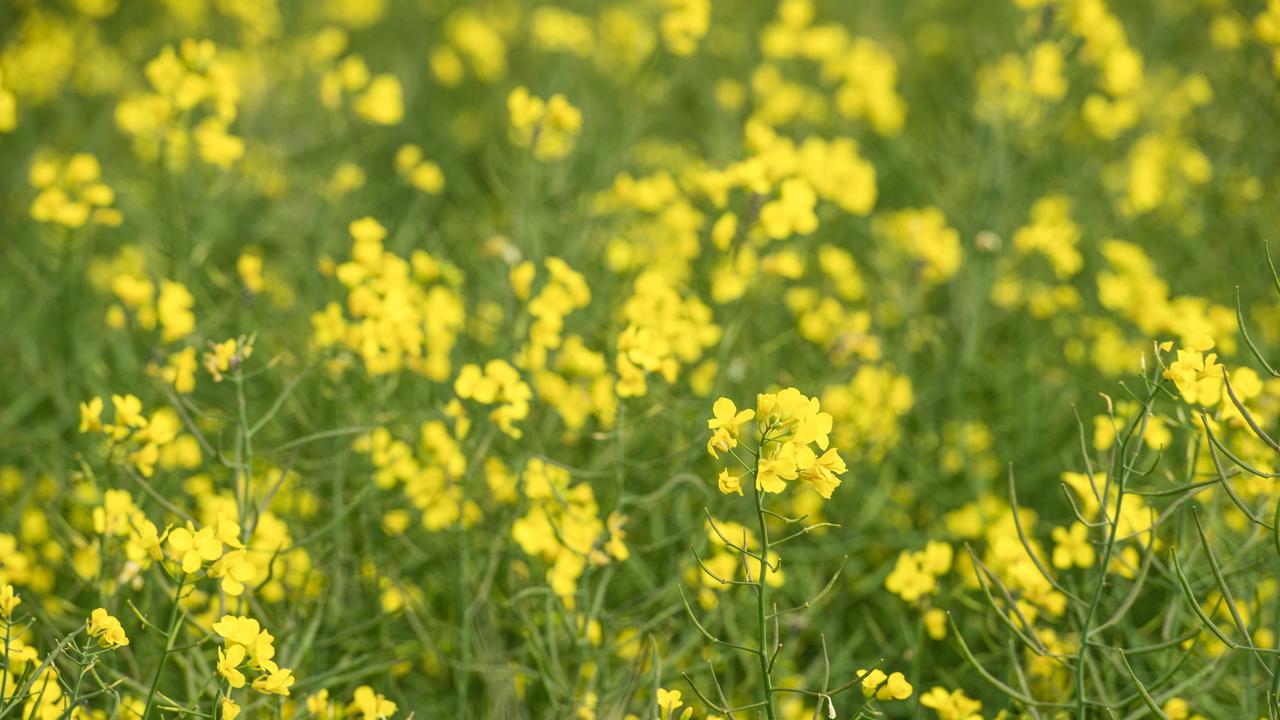 Canola prices hit two-year high