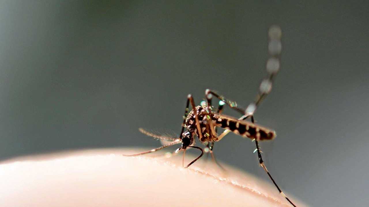 Ross River Virus numbers on the rise | The Courier Mail