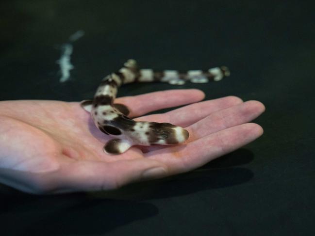 Shark pup. New research has found as climate change causes the worldÃs oceans to warm, baby sharks are born smaller, exhausted, undernourished and into environments that are already difficult for them to survive in. PICTURE: E. MOOTHART.NOTE: DO NOT REMOVE PHOTO CREDIT, DO NOT REUSE IMAGES.