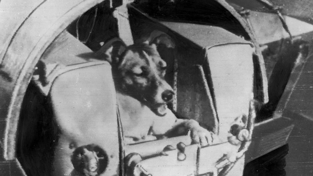 Russian dog Laika who was sent into space in Sputnik II satellite Nov 1957. 1950s /Space/exploration