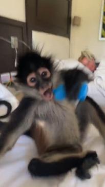 Monkey steals woman's vape after breaking into apartment