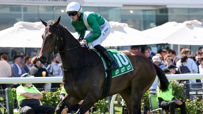 Tajneed on the way to the barriers prior to the running of the TAB Edward Manifold Stakes at Flemington Racecourse on October 01, 2022 in Flemington, Australia. (Photo by George Sal/Racing Photos via Getty Images)