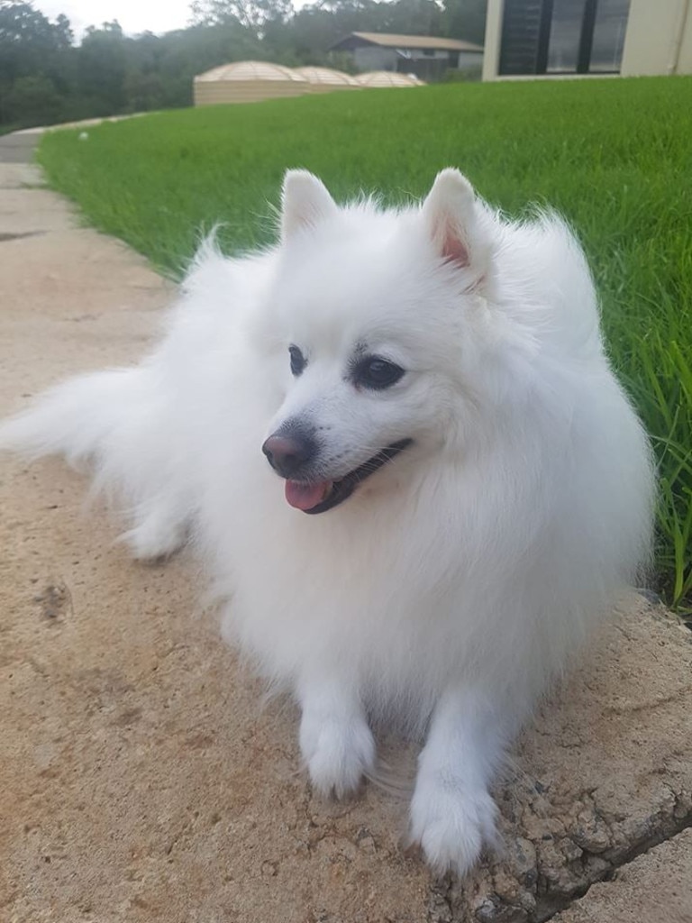 Kiba the Japanese Spitz. Photo Alannah Kelly