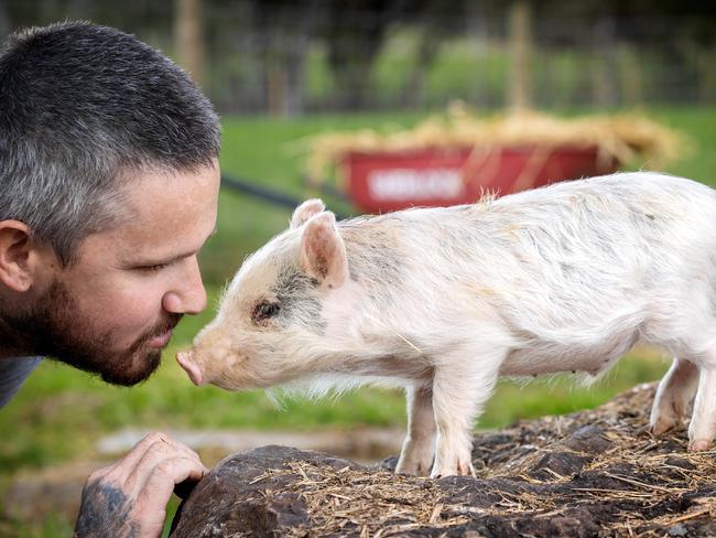 SEDGWICK, JULY 11, 2023: One-week-old rescue pig, Wilbur, with Matthew Glascott at Mattys Sanctuary. Picture: Mark Stewart