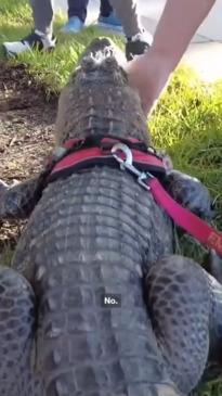 "Emotional support alligator" denied entry to baseball match