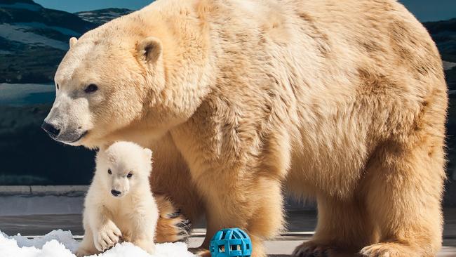 Liya and one of her cubs.