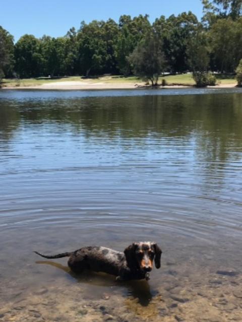 LENNY: Lap dog: Lenny loves swimming at Albert Park in Broadbeach Waters.