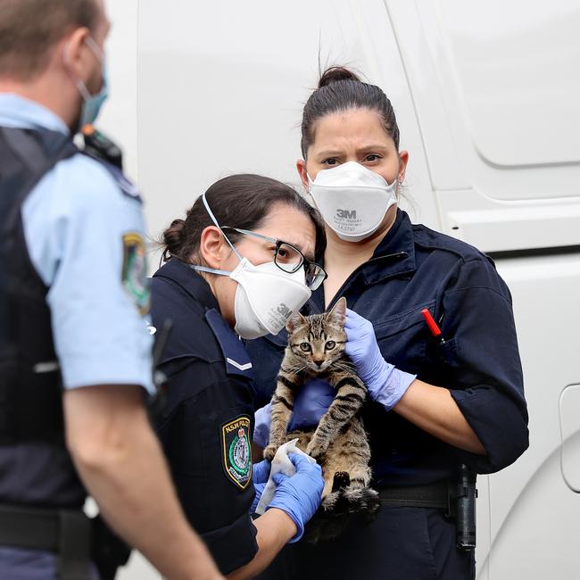 Police remove a kitten from the apartment. Picture: NCA NewsWire / Dylan Coker