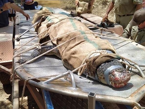 Rangers and police officers caught a 4.5m croc from the Daly River near a local community. Picture: Supplied