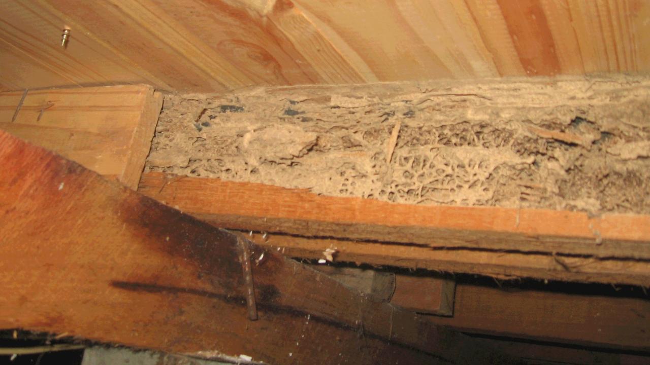 An example of termite damage that could remain hidden if the subfloor is locked during a Pest and Building report.