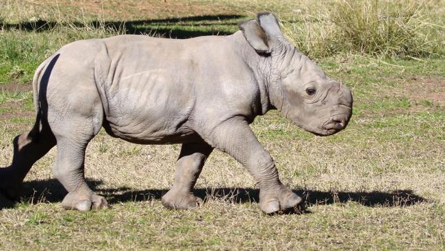 A white rhino calf being welcomed at Taronga Western Plains Zoo in Dubbo.