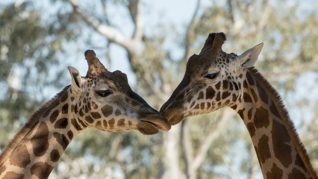 Giraffes Kimya and Dharba at Adelaide Zoo. Picture: Adrian Mann/ Zoos SA 