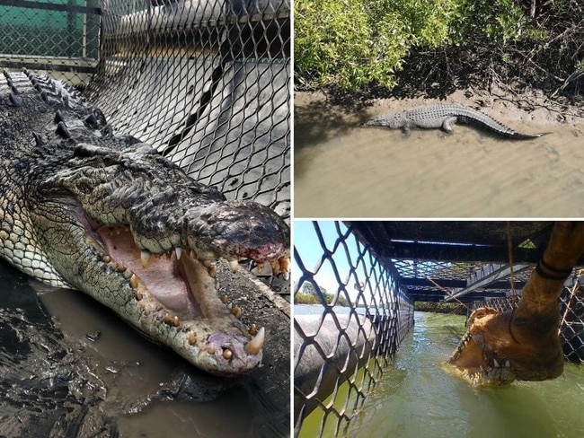 See ya later, alligator: The 9 biggest crocs trapped in Qld this year