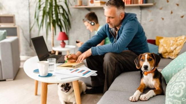 Pets working from home during lockdown