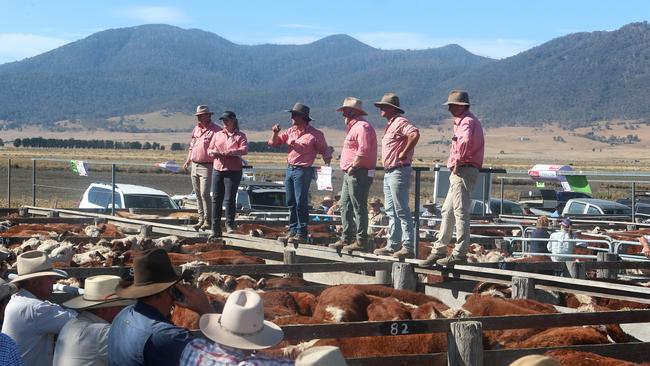 Elders agents in action at the Benambra mountain calf sale which produced some “pretty good” results. Picture: Yuri Kouzmin