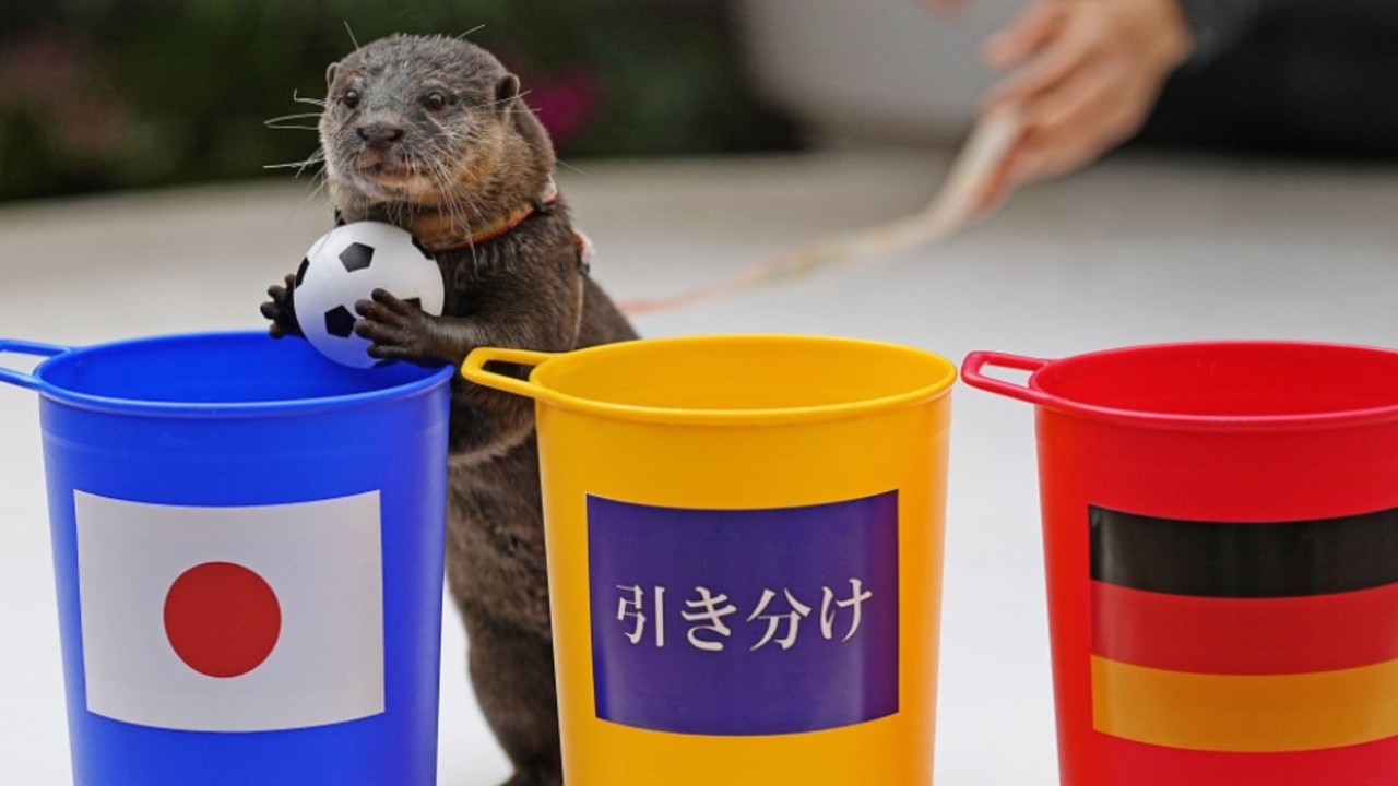Taiyo the otter shocked with his World Cup prediction.
