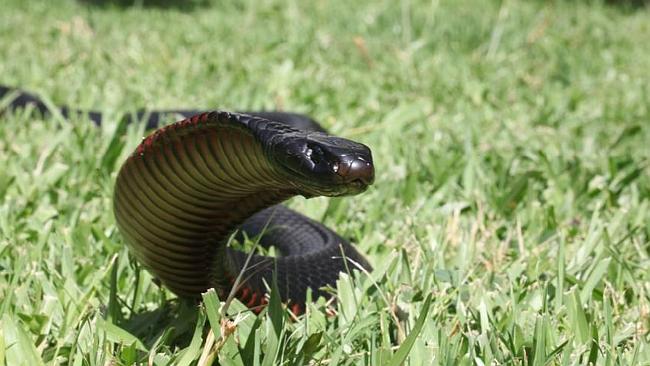 Snakes - Campbelltown City Council