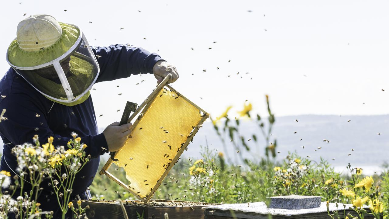 Keeping your bees happy is key.