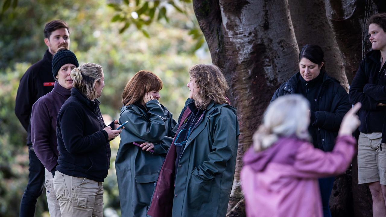 Zookeepers at the base of the tree, waiting for Ravi’s rescue. Picture: Tom Huntley