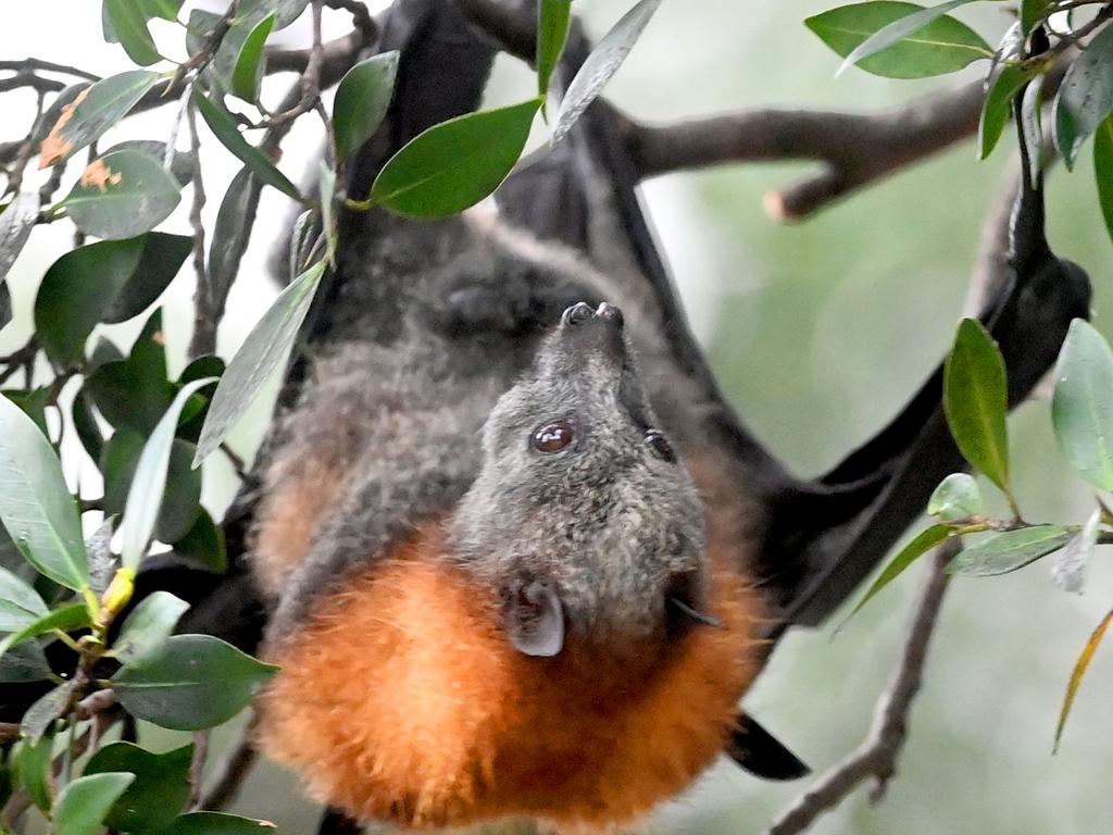 Why Sydney’s back as a bat hang out | Daily Telegraph