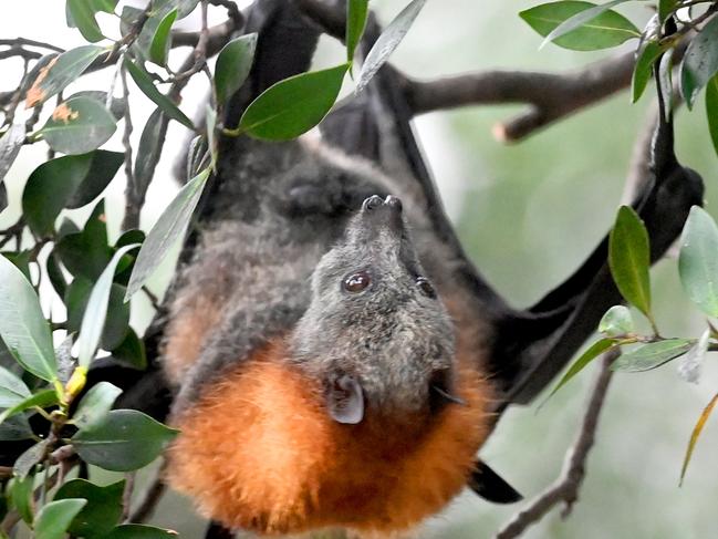 Fruit Bats foraging in the Domain in Sydney’s CBD. Picture: Jeremy Piper