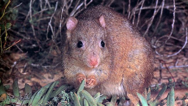 A boodie — or a burrowing bettong — one of the Australia’s most endangered mammals. Eighteen were killed by researchers.