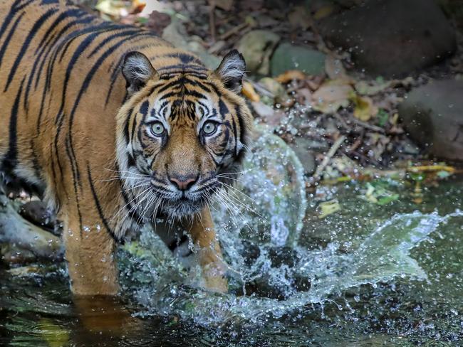 Binjai the Sumatran tiger at Melbourne Zoo. Picture: Alex Coppel