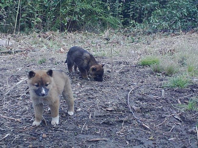 Dingo pups in East Gippsland. Picture: WWF Australia