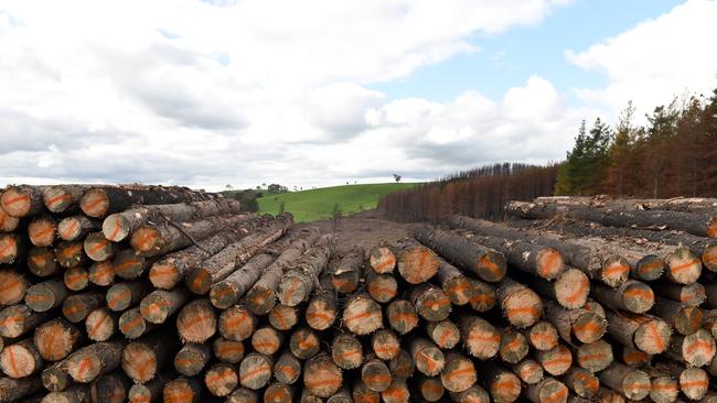 The future of the South-East’s timber supply could be at risk because of  the State Government’s deal for the controversial sale of the state’s forests.