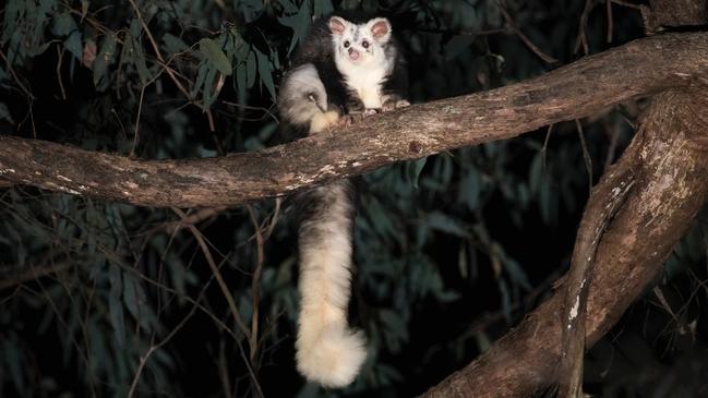 The threatened greater glider in the Central Highlands. Photo: Justin Cally