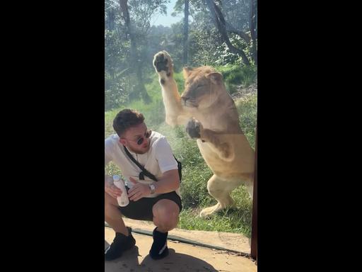 Lion sneak “attacks” tourist at Aussie zoo