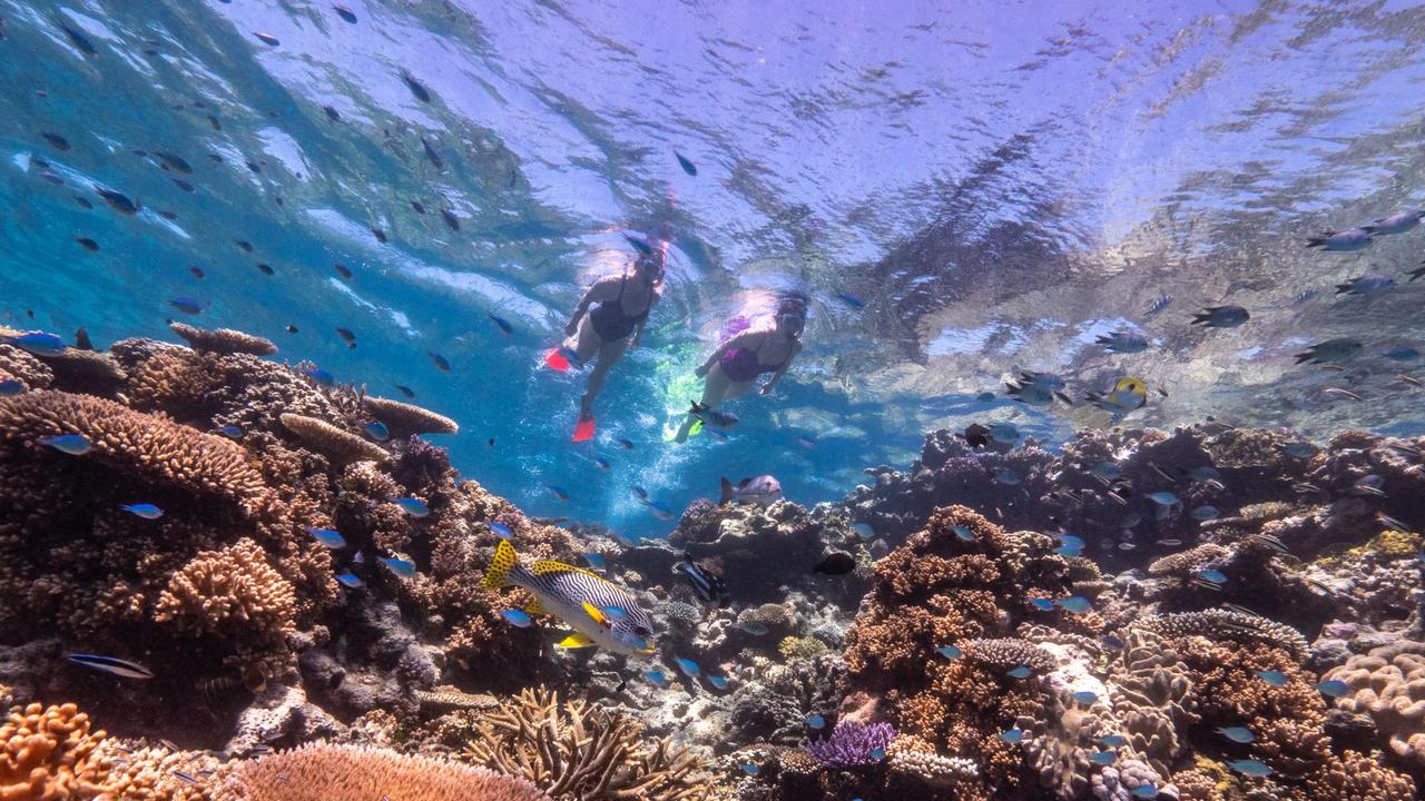 Snorkelling on the Great Barrier Reef.