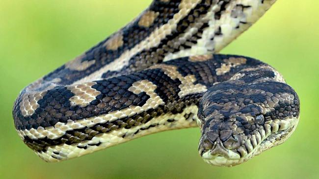 File photo: A carpet python removed from a property in the Gympie region. Picture: Patrick Woods