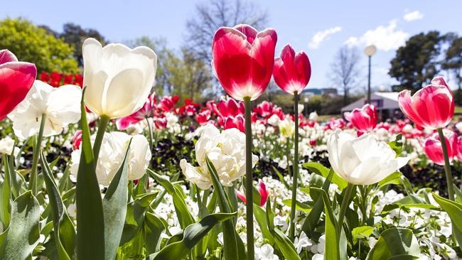 Tulips on show at Floriade, Canberra.