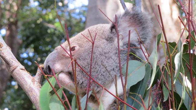 This cutie munching on some leaves. Photo: Kristy Muir