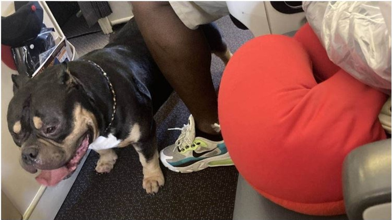 The emotional support dog that had farted and slobbered over the husband's leg. Picture: Stuff