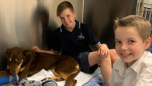 Harry Miller, 13 (left) and his brother Nathan, 9, were thrilled when they found out that their kelpie Bailey would recover from being bitten by red-bellied black snake on their property at Terrey Hills. Picture: Facebook (Bill Miller)