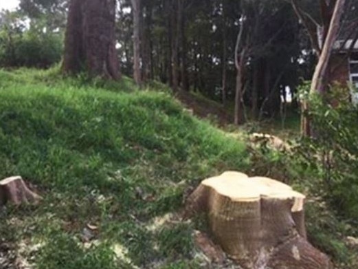 Pictures of 11 trees being cut down illegally at Callan Park on February 26 by Inner West Council workers. An investigation has found the council breached its own development consent laws but refused to fine itself.