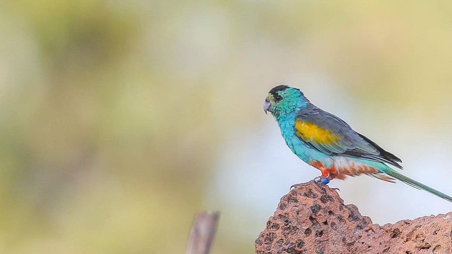 Male golden shouldered parrot poses on an ant's nest at Artemis Station, 350km north west of Cairns. Picture: Peter Carruthers