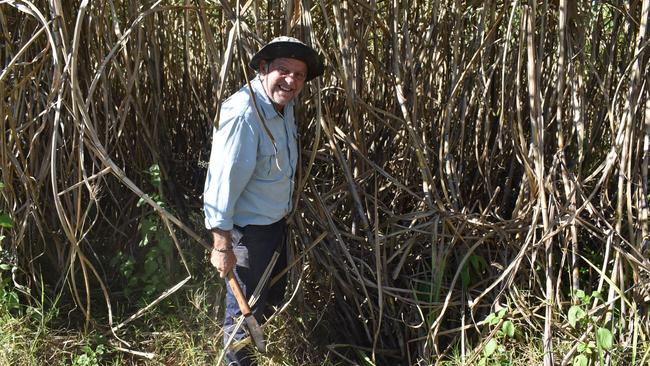 Wayne Borellini comes from a farming family so often hand cut cane for his dad after school.