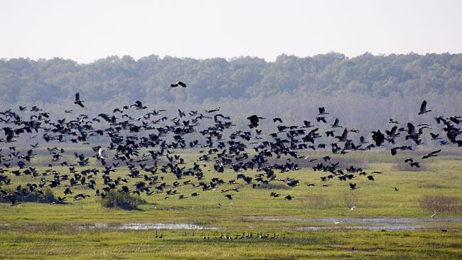 Magpie Geese at Fogg Dam. Picture: Kari Gislason. 