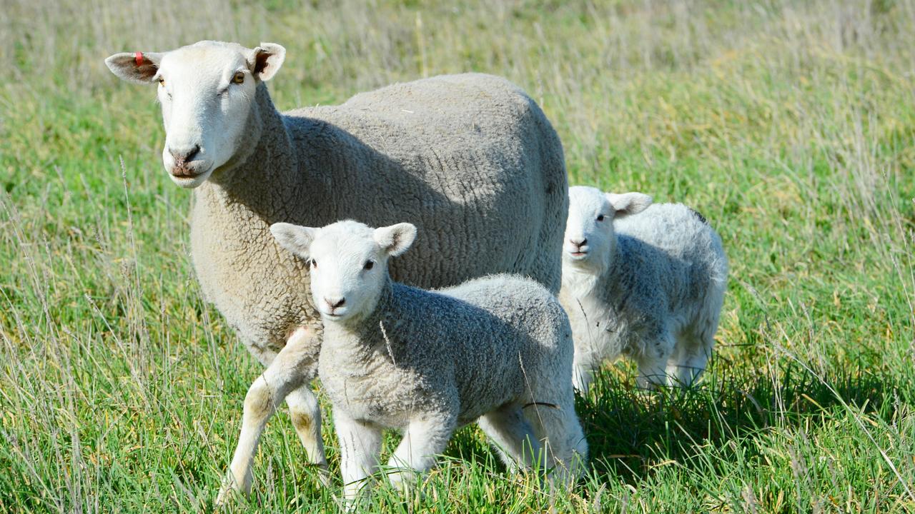 NEWS: Gordon Brown - Herald Sun PicsGordon Brown is a sheep farmer from Shelford. He is our pin up boy for the Farmer of the Year launch in the Herald Sun.Pictured: 3yo composite ewes with lambs. PICTURE: ZOE PHILLIPS