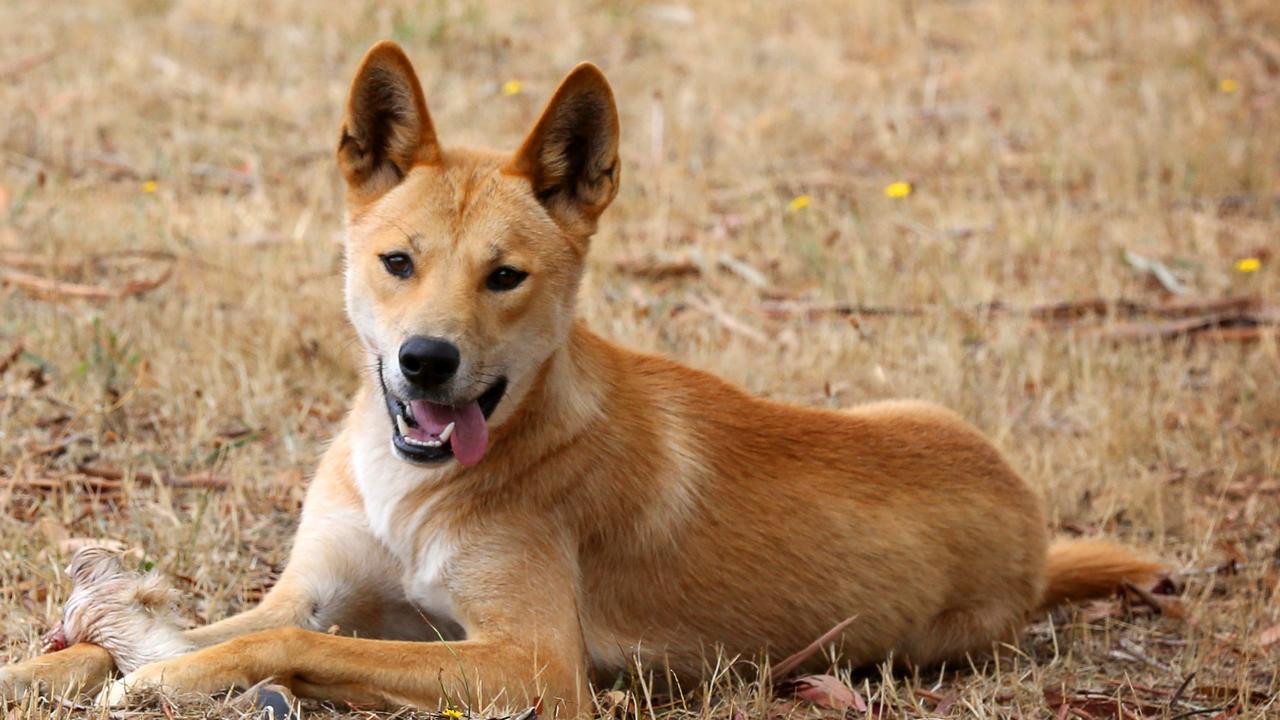 Call for GPS collars on privately owned dingoes