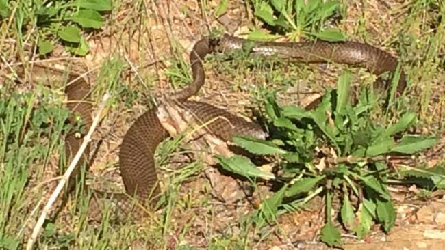 SA Ambulance Service issues snakebite alert after series of incidents ...