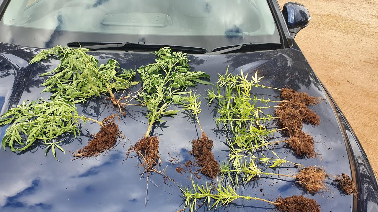 DRUG BUST: A total of 84 marijuana plants, 45 marijuana seedlings and 126g of dried marijuana were seized as part of Operation Sierra Comb. (Photo: QPS)