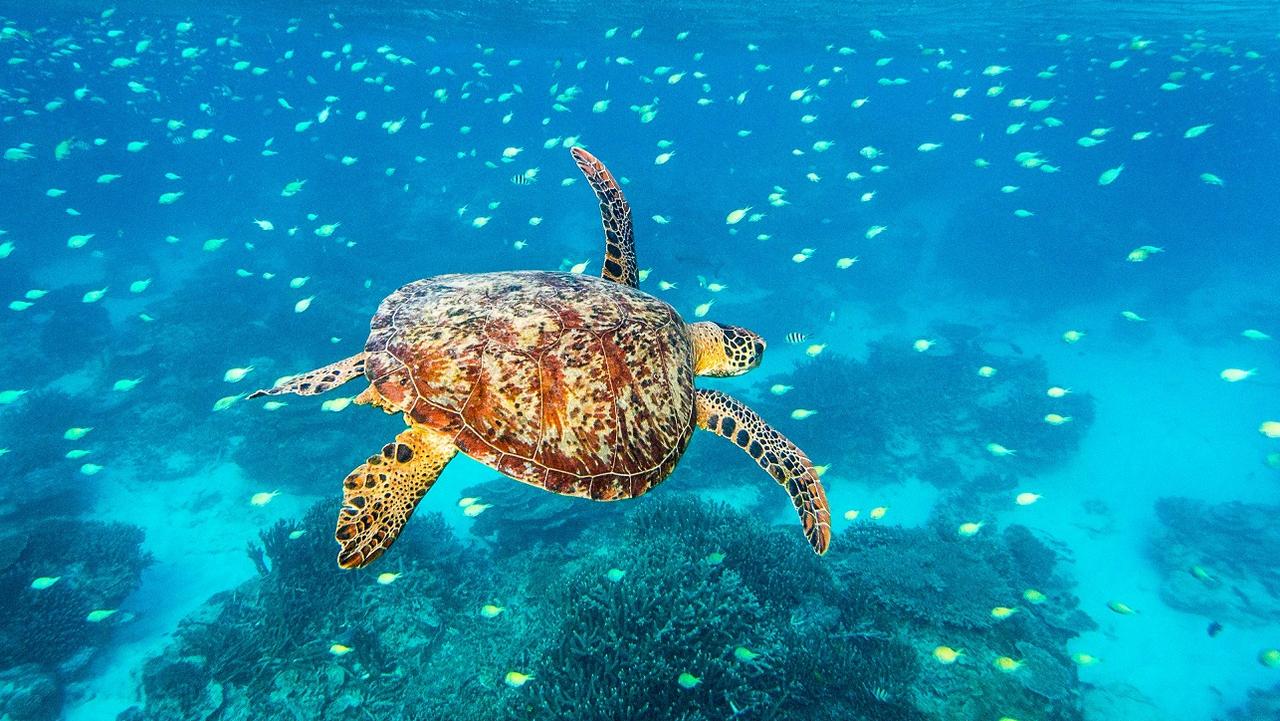 W Brisbane and Lady Elliot Island bring the reef within reach | The ...