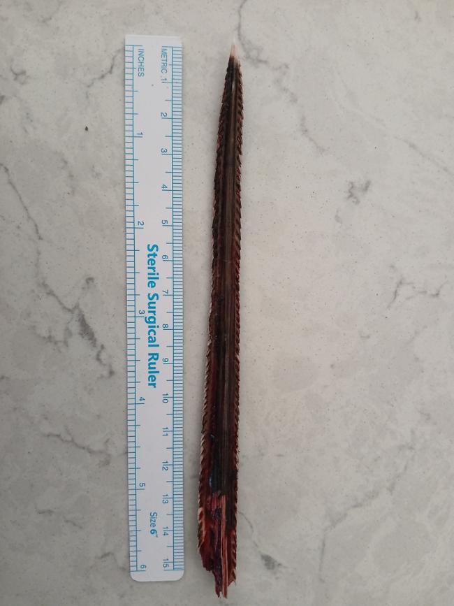 The Eagle Ray barb that pierced Pam Bennett’s arm measured more than 15cm long. Picture Supplied