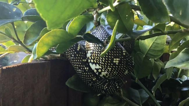 Ku-ring-gai Councillor David Citer finds 3m python in backyard 